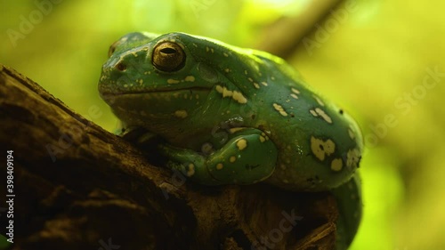 Close up of golden eyed Frog Toad sitting on a  branch. photo