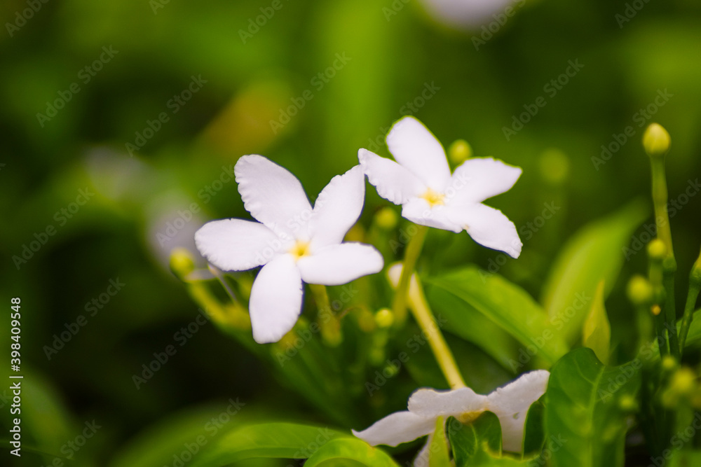 white flowers in the garden white flowers in the garden