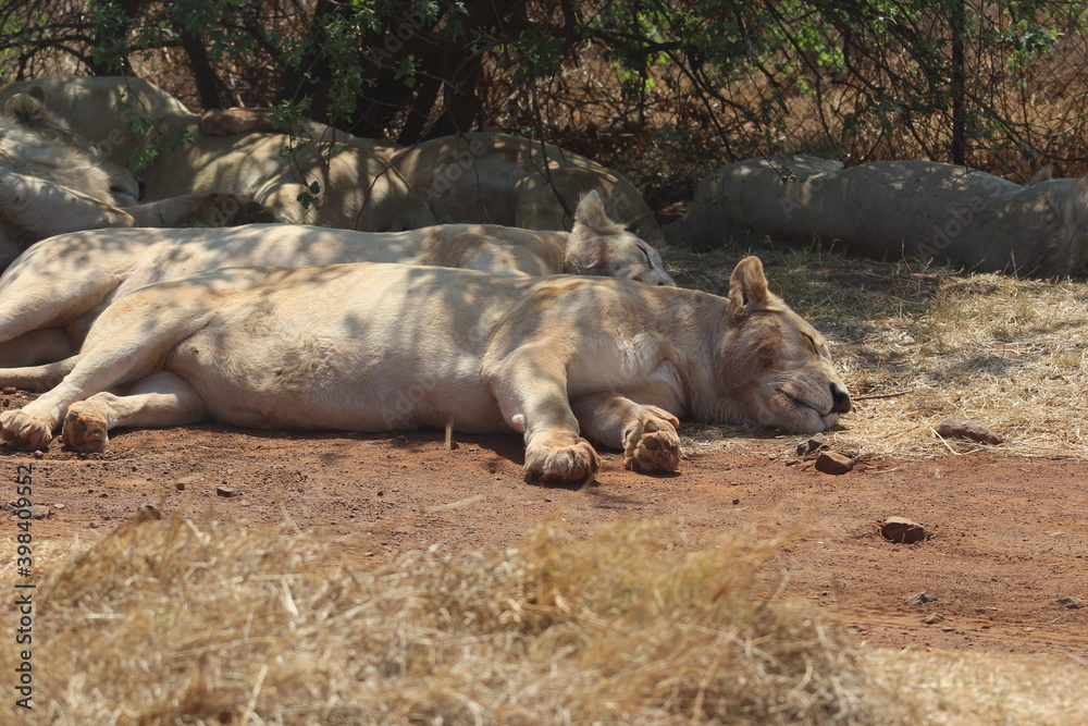 Photos taken in Rhino and Lion Nature Reserve, Krugersdorp, South Africa.