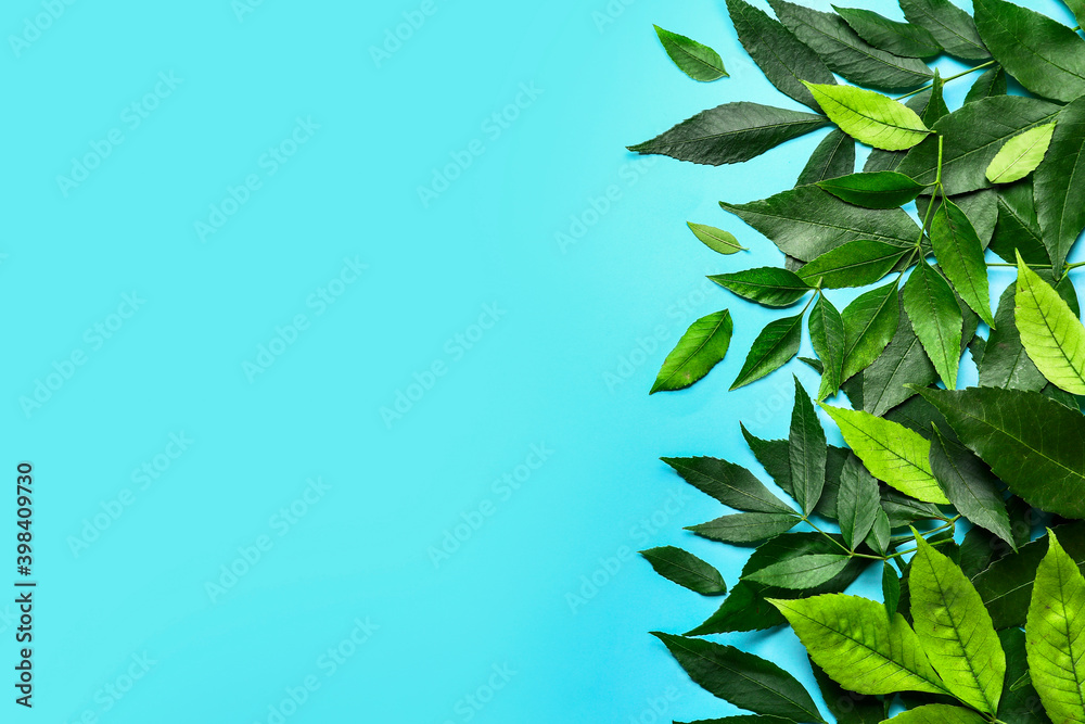 Green ash leaves on color background