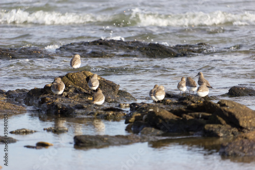 Groupe d'oiseau posé sur des rochers à Damgan près de la Tour des Anglais . 