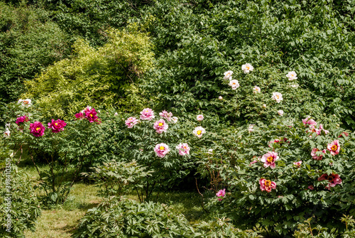 Moutan Tree Peony (Paeonia suffruticosa) in park photo