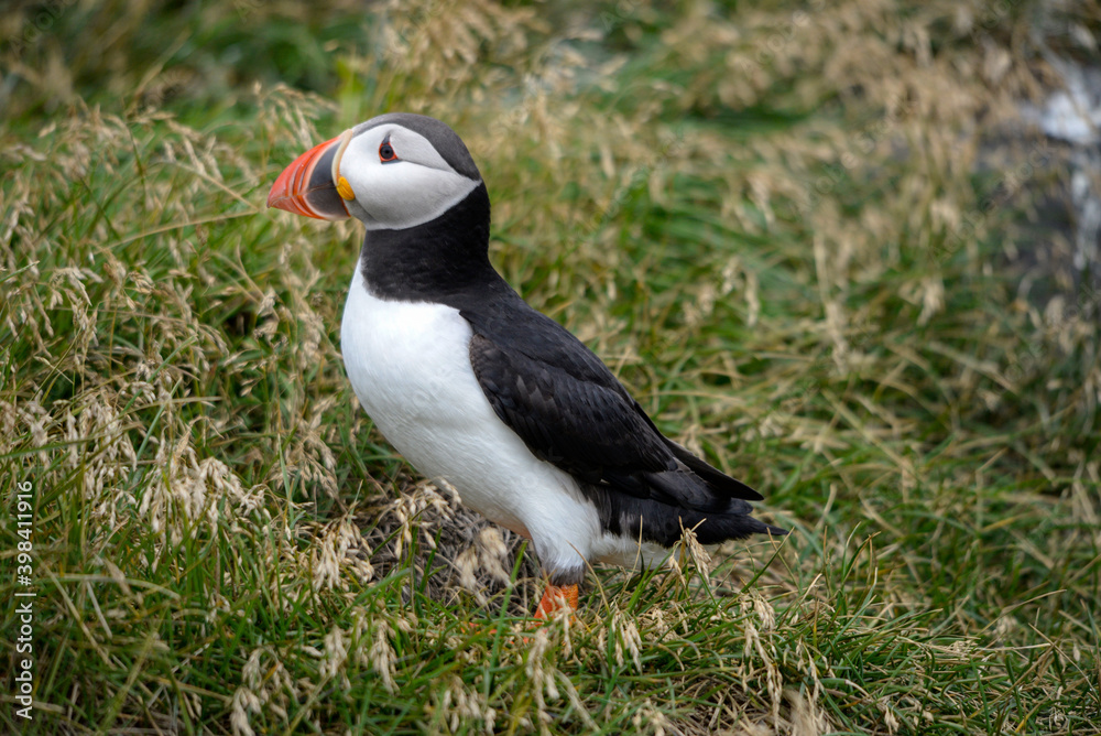 The Atlantic puffin, also known as the common puffin The Atlantic puffin, also known as the common puffin