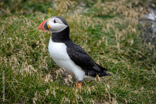 The Atlantic puffin, also known as the common puffin © wjarek