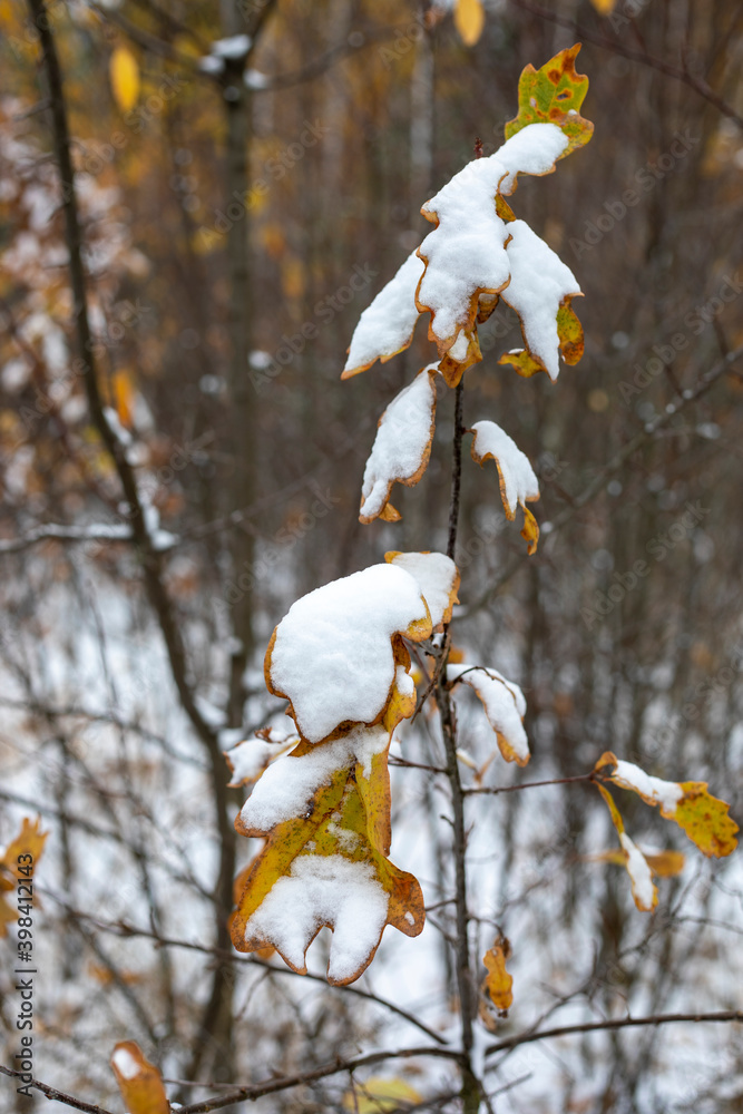 first snow on yellow leaves in the forest, vertical format first snow on yellow leaves in the forest, vertical format