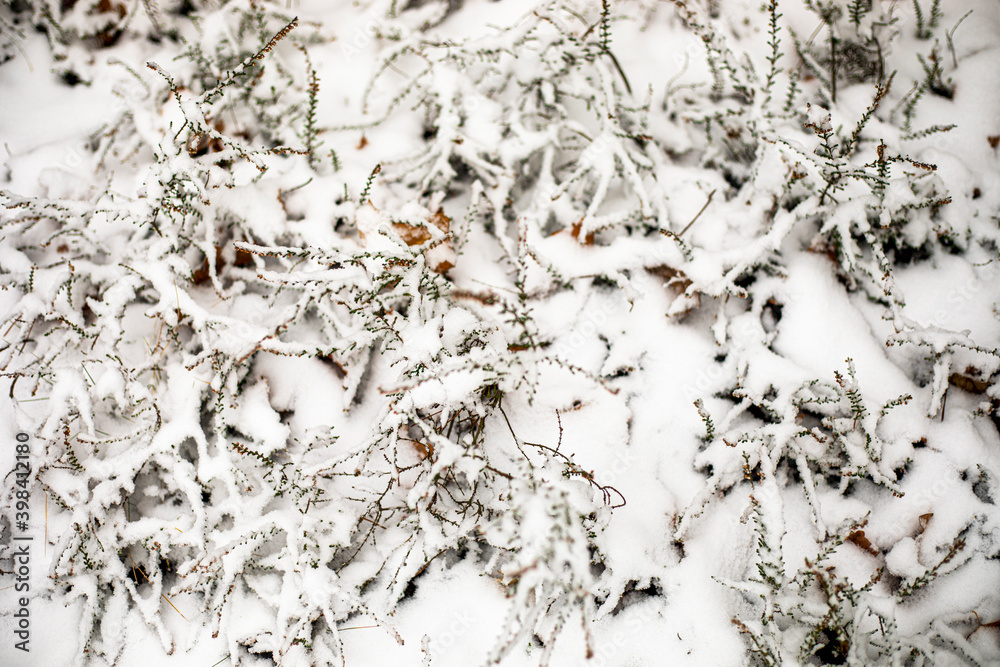 first snow on the grass in the forest, walk, horizontal format first snow on the grass in the forest, walk, horizontal format