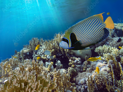 Coral Reef Scene with Tropical Fish in sunlight. Ecosystem, Red Sea