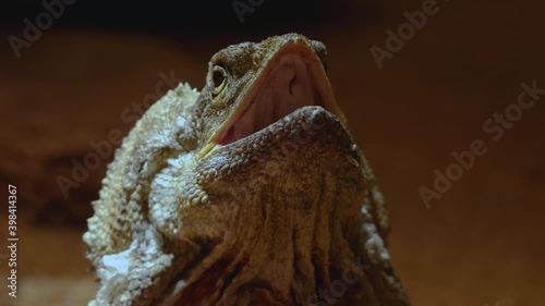 Close up of jesuse Lizard head opening his mouth and neck braes. photo