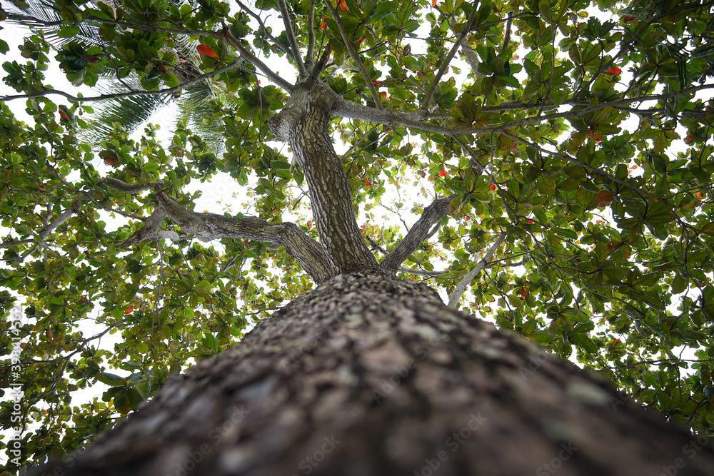 Bengal , Indian or Sea Almond tree