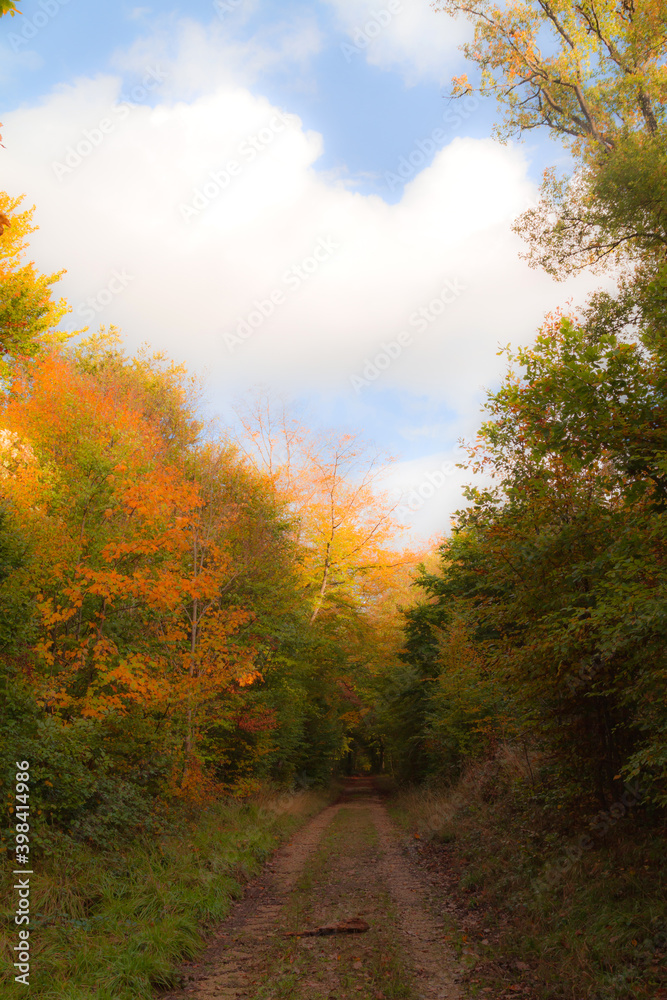 Fototapeta premium autumn in the forest