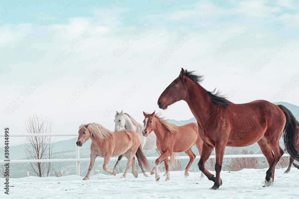 Outdoor Winter Walk
Long and merry horses Outdoor Winter Walk
Long and merry horses