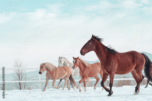 Fototapeta Naklejka Na Ścianę i Meble -  Outdoor Winter Walk
Long and merry horses