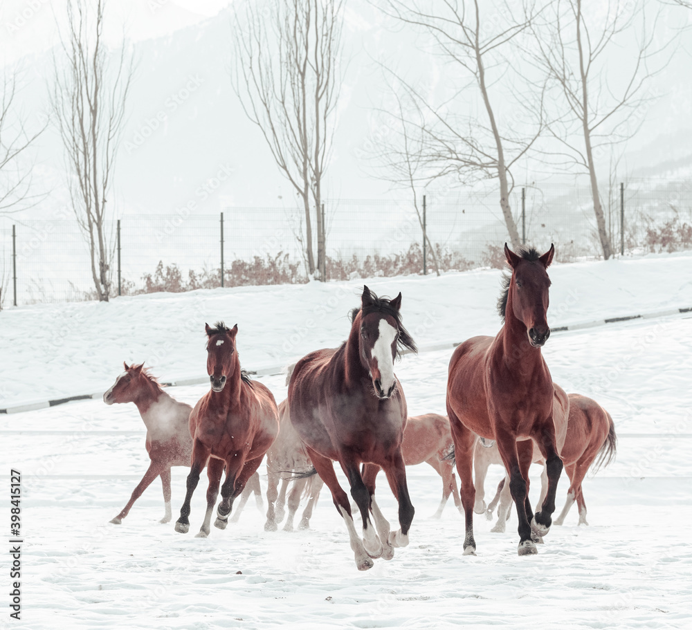 Outdoor Winter Walk
Long and merry horses Outdoor Winter Walk
Long and merry horses
