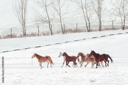 Outdoor Winter Walk Long and merry horses