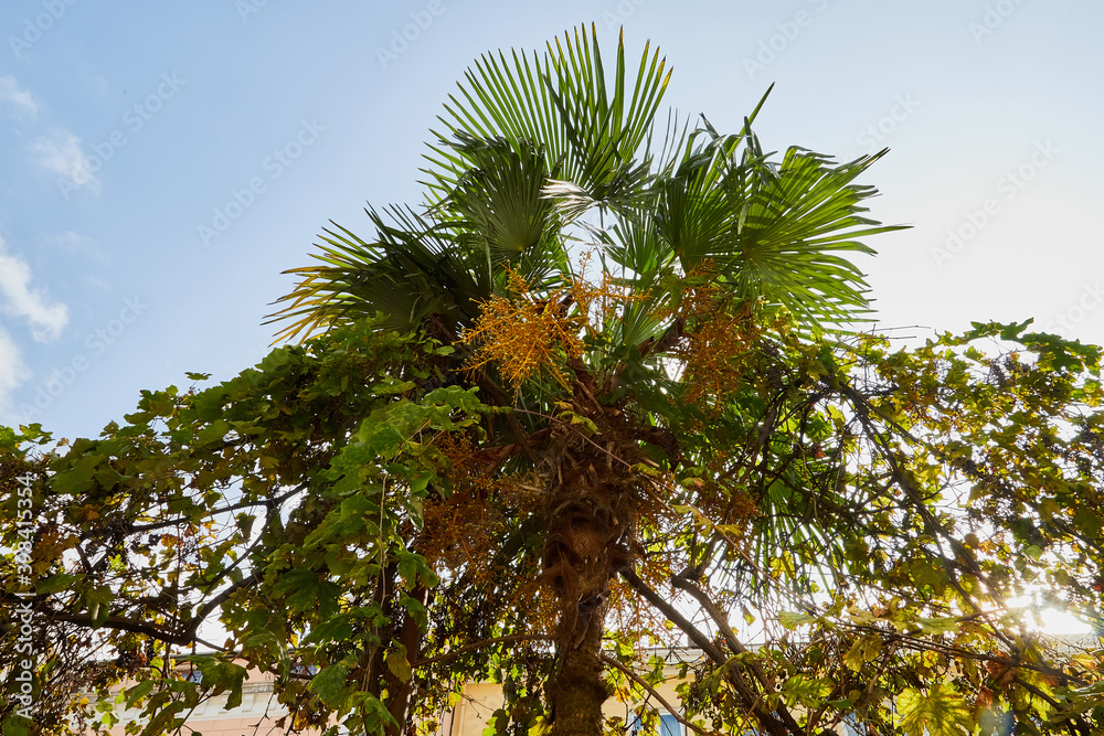 Nice palm trees in the blue sunny sky with white clouds Nice palm trees in the blue sunny sky with white clouds