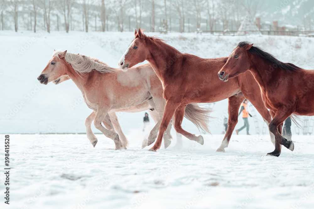 Outdoor Winter Walk
Long and merry horses Outdoor Winter Walk
Long and merry horses