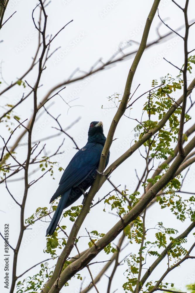 Obraz premium Male Asian Koel perching on a tree branch.