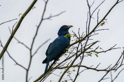 Male Asian Koel perching on a tree branch. © hit1912
