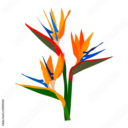 Strelitzia orange tropical flower isolated on white background. Exotic tropical strelitzia flower or bird of paradise. Vector illustration for print greeting card, poster, website design