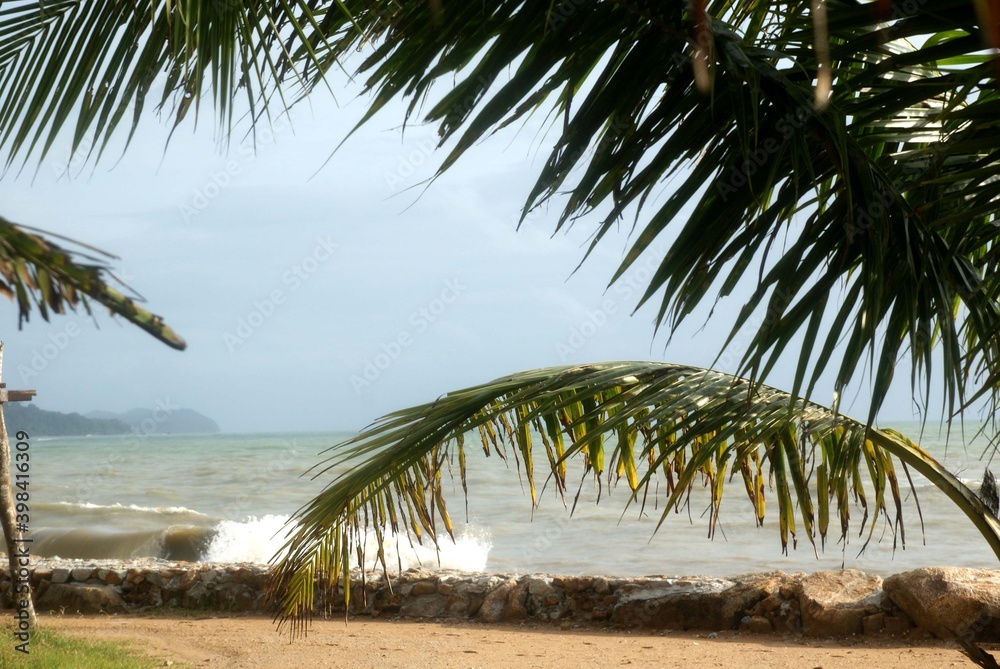 palm beach tree sea asia holiday 