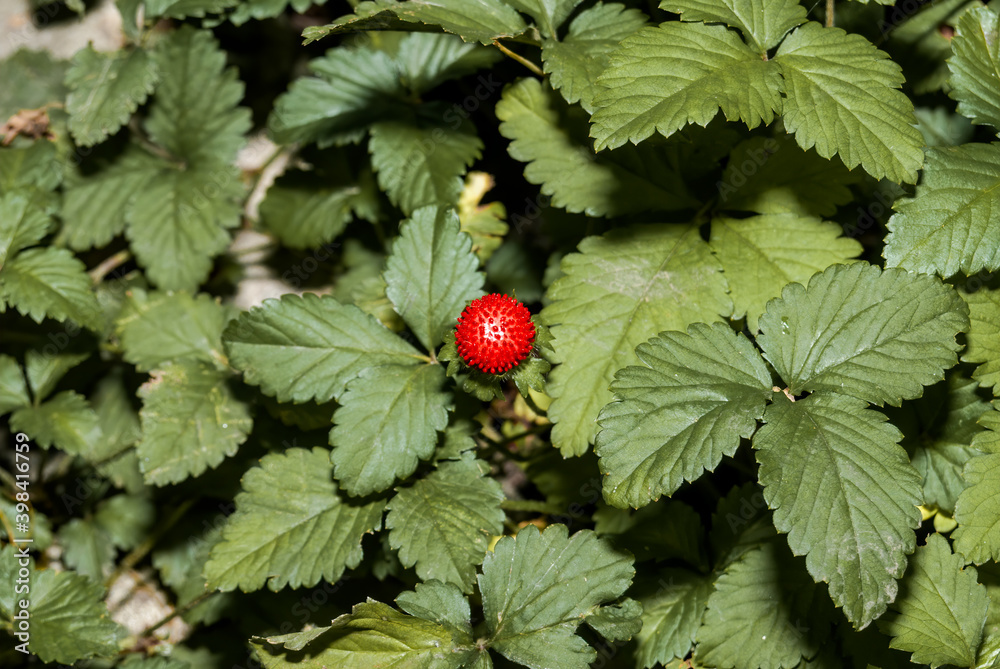 Mock Strawberry (Duchesnea indica) in garden Mock Strawberry (Duchesnea indica) in garden