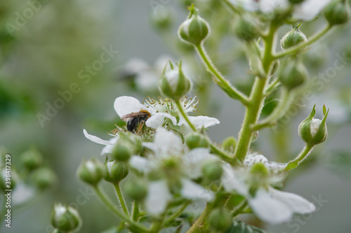 A bee collects nectar from a white blackberry flower.