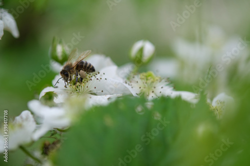 A bee collects nectar from a white blackberry flower.