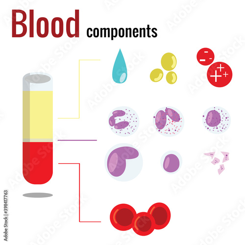 Illustration of blood components.