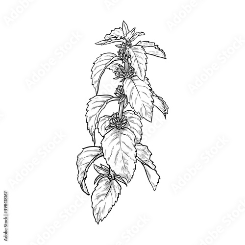 Sprig of mint isolated on white background. Hand drawn vector illustration.