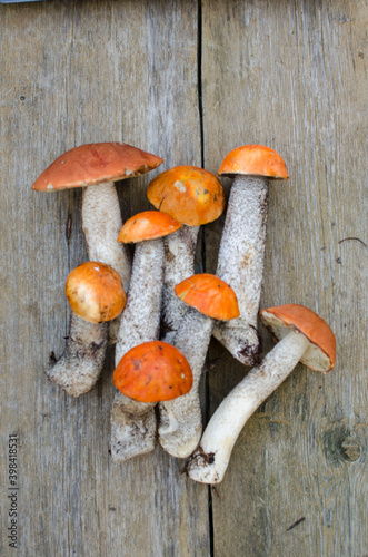 Tasty forest mushrooms wooden background