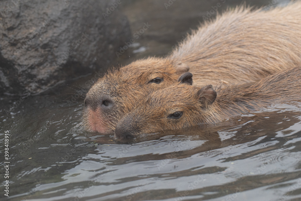 気持ちよさそうなカピバラ