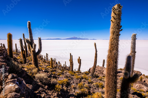 Big cactus on Incahuasi island, salt flat Salar de Uyuni, Altiplano, Bolivia. © Anton Petrus