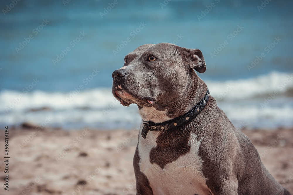 American Bulldog am Strand im Porträt American Bulldog am Strand im Porträt