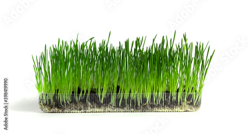 Green grass planted in a transparent plastic container in which its roots are located on a white isolated background.