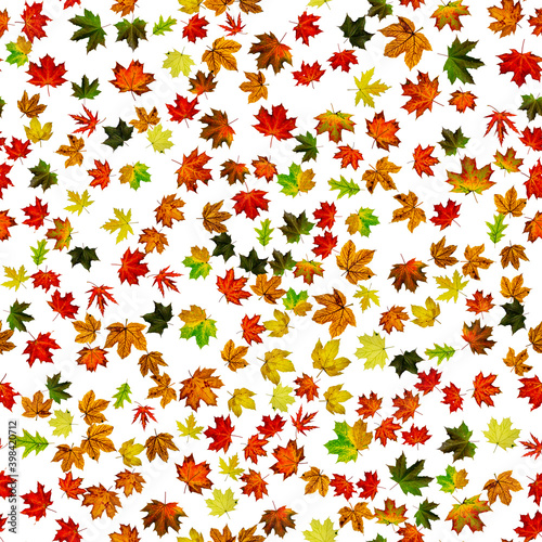 Leaf pattern seamless. Colorful maple foliage. Season leaves fall background. Autumn yellow red  orange leaf isolated on white.