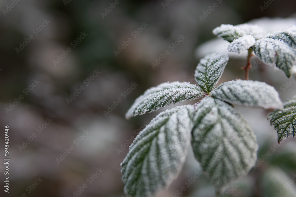 Leaves of a blackberry bush covered with ice crystals of hoarfrost on a winter morning. Concept of winter season, cold weather, missing frost protection. Closeup shot with background blur, copy space. Leaves of a blackberry bush covered with ice crystals of hoarfrost on a winter morning. Concept of winter season, cold weather, missing frost protection. Closeup shot with background blur, copy space.