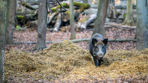 Wild pig standing on hay in a forest