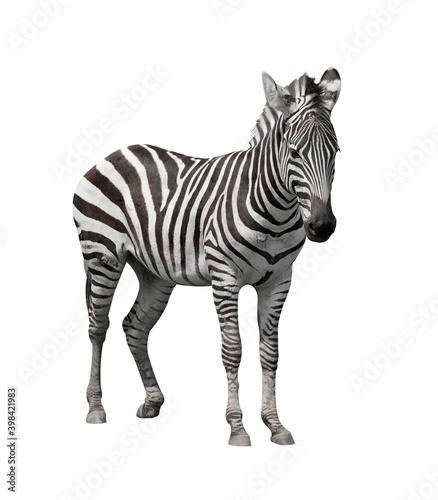 young zebra on white background