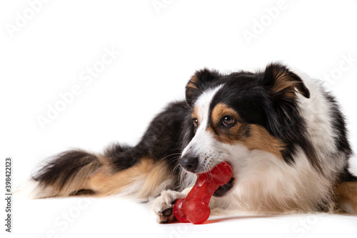 Tricolor Australian shepherd playing with a rubber bone © Vely