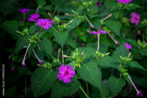 Selective focus shot of beautiful blooming Iochroma flowers photo