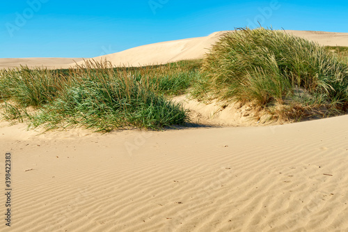 Fototapeta Naklejka Na Ścianę i Meble -  The wandering dune Rubjerg Knude on the North Sea coast in Denmark