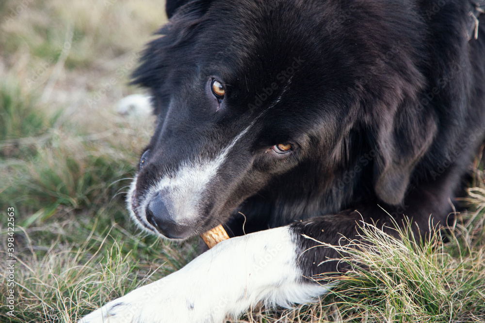 Photo of a dog in nature Photo of a dog in nature