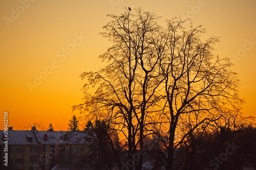 Dawn over a winter forest in the suburbs.