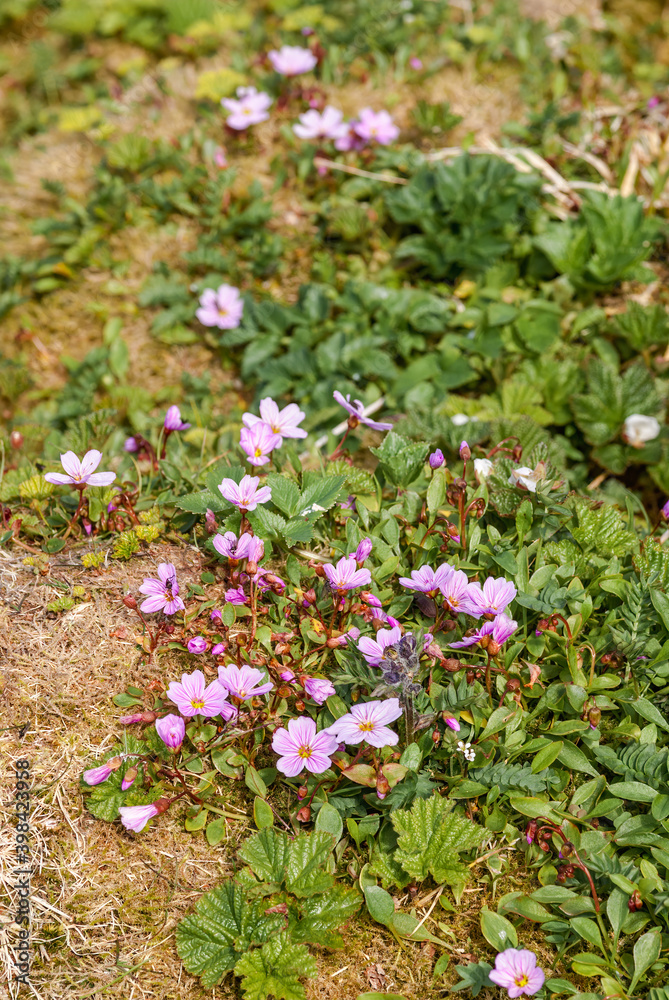 Arctic Springbeauty (Claytonia arctica) at St. George Island, Pribilof Islands, Alaska, USA Arctic Springbeauty (Claytonia arctica) at St. George Island, Pribilof Islands, Alaska, USA