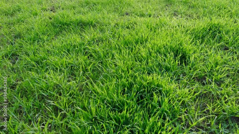 beautiful juicy green grass grows on the field, the concept of the growth of grain harvest, clean ecology, conservation of natural resources beautiful juicy green grass grows on the field, the concept of the growth of grain harvest, clean ecology, conservation of natural resources