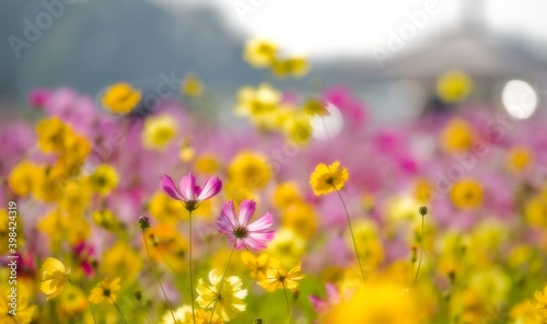 Blooming cosmos flower field on a sunny day © OMG Snap