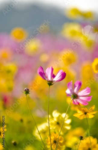 Blooming cosmos flower field on a sunny day