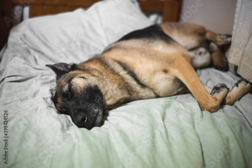 a german shepherd is relaxing on the bed. the dog has big pricked ears and he looks very relaxed. he enjoys spending a lazy time indoors and takes many naps. his eyes are brown and shiny. © annabelle