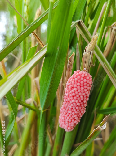 Golden snail eggs in the garden