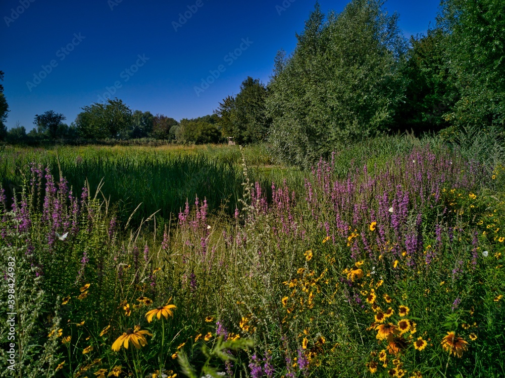 Obraz premium meadow with flowers and lake